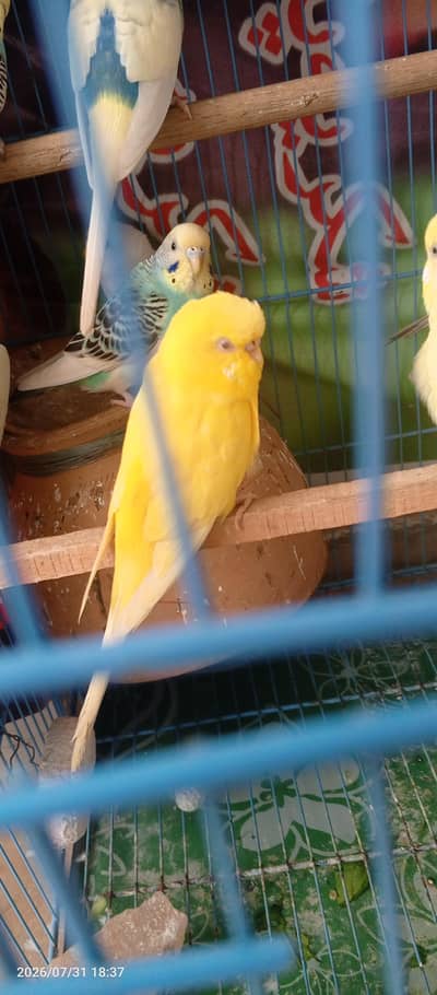 Beautiful Pied Male Budgie Bajri Australian parrots