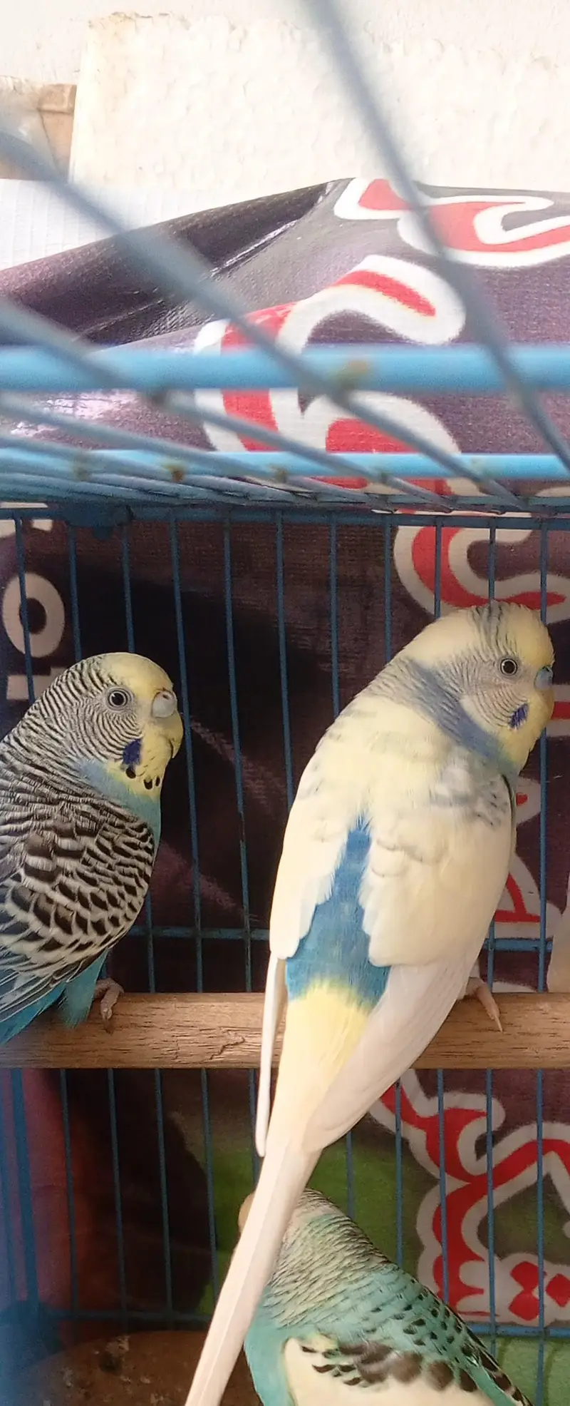 Beautiful Pied Male Budgie Bajri Australian parrots — photo 2
