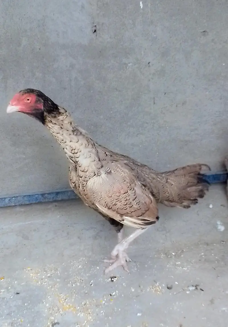 breeder aseel — photo 2