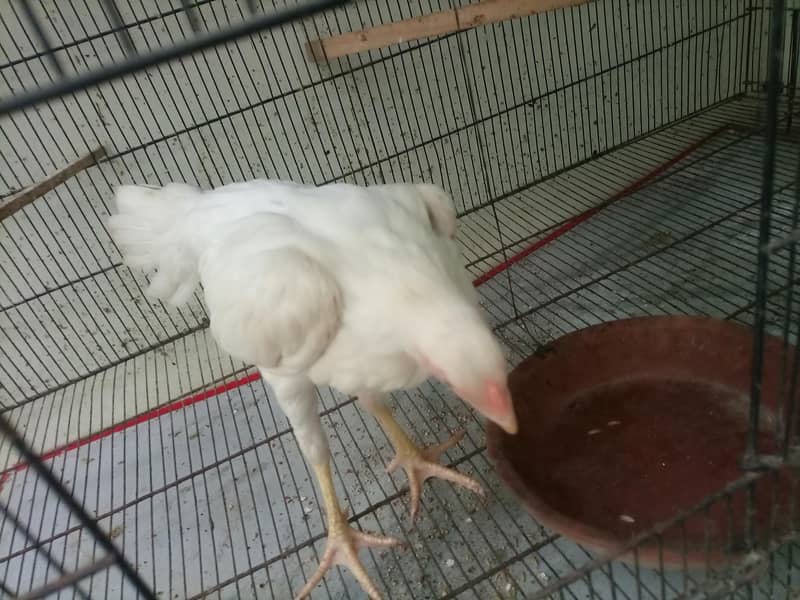 heera pair 0