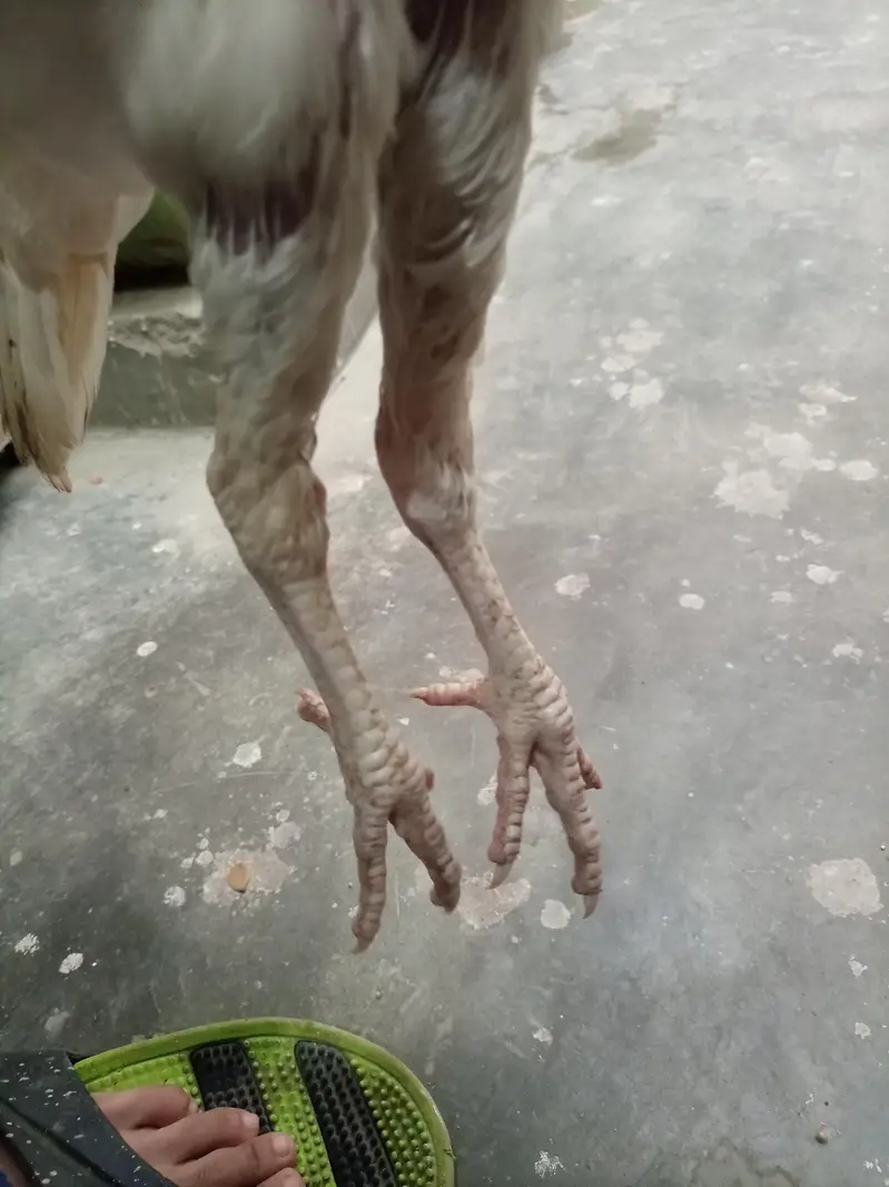 heera pair — photo 5