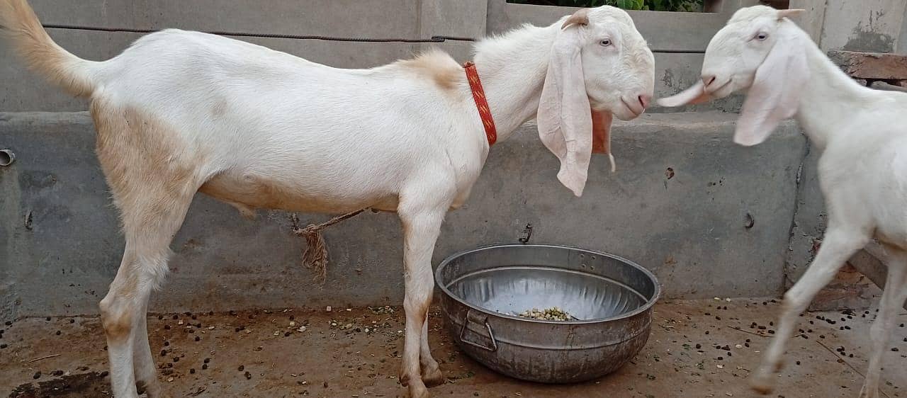 Bakra for sail 0
