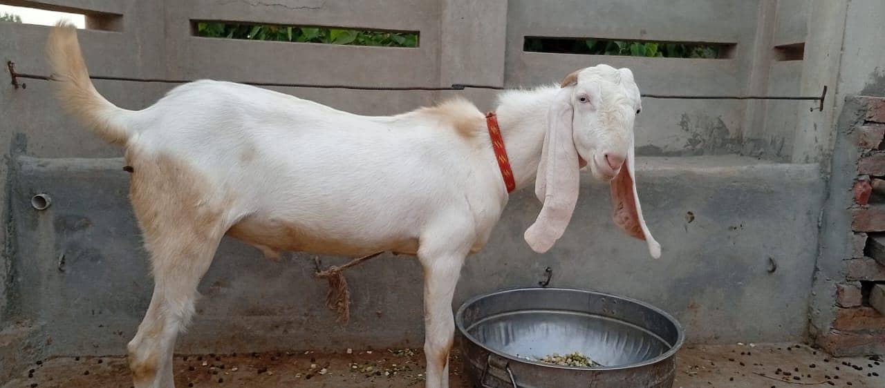 Bakra for sail 1