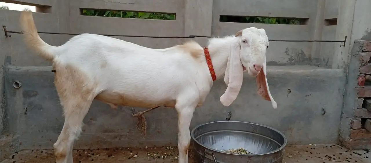 Bakra for sail — photo 2