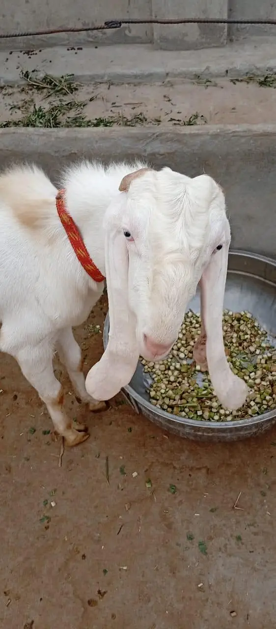 Bakra for sail — photo 4