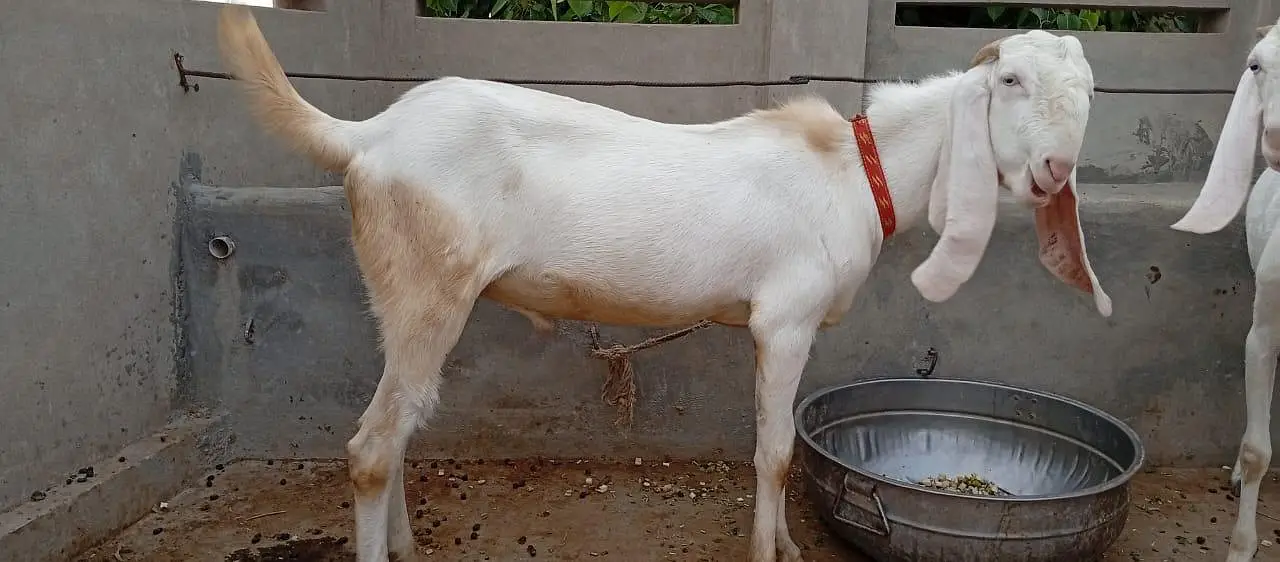 Bakra for sail — photo 5