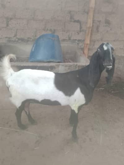 beautiful beetal