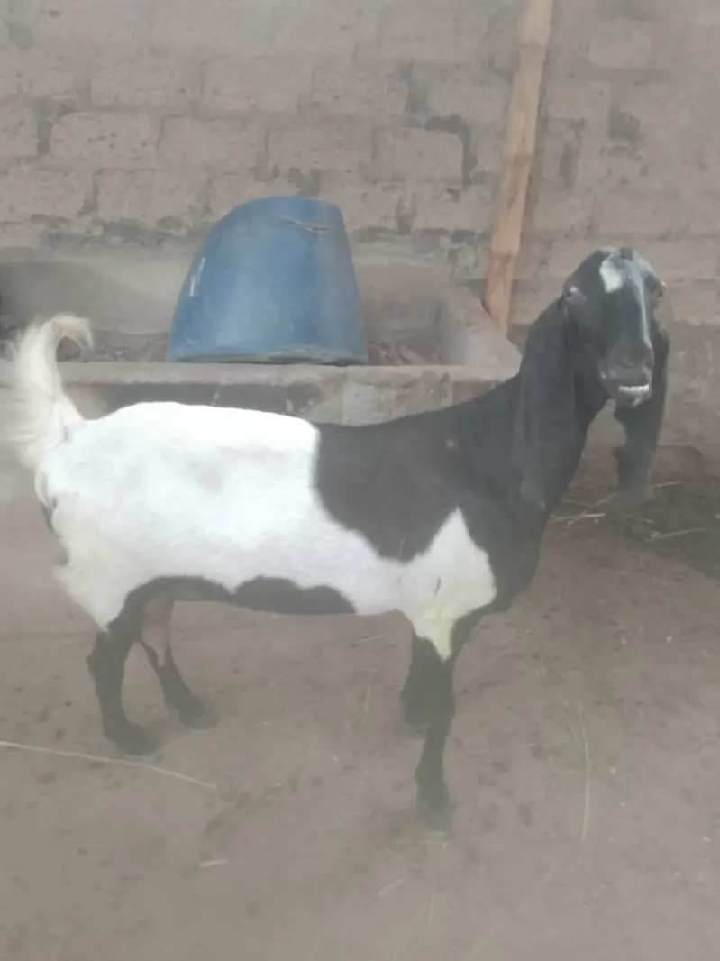 beautiful beetal