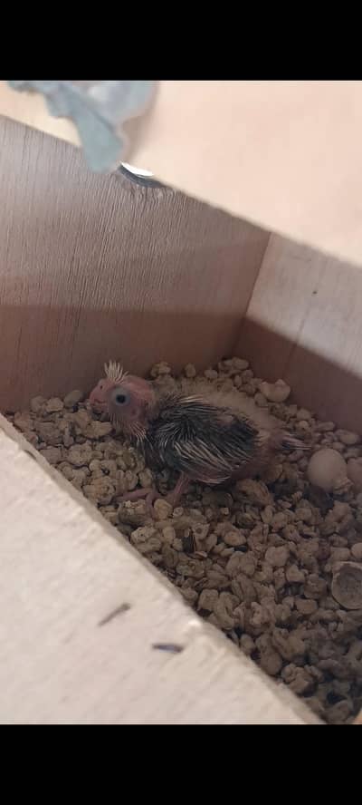 Cockatiel pair with 1 chick