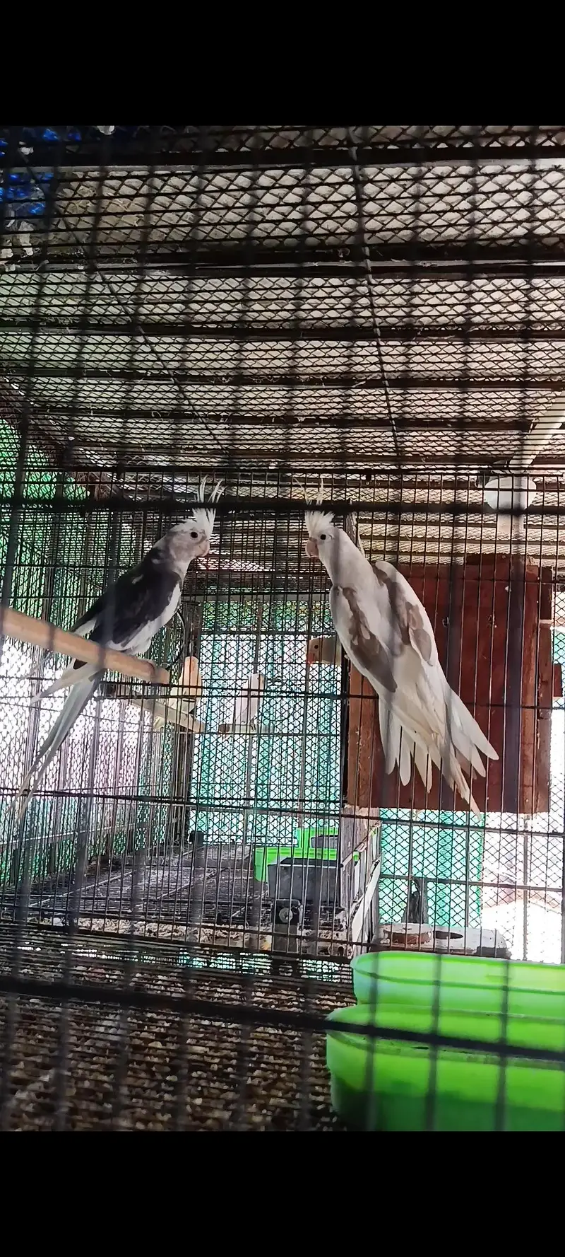 Cockatiel pair with 1 chick — photo 2