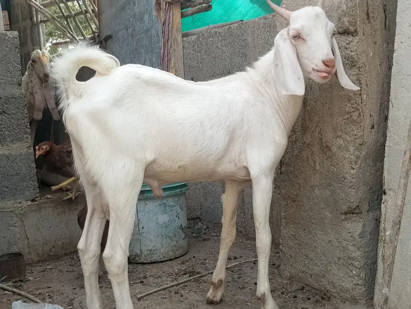 Gulabi,Path,bakri,Bakra,tapra,white,2 dant, — photo 5
