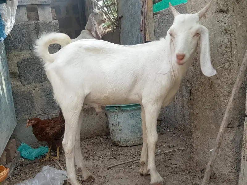 Gulabi,Path,bakri,Bakra,tapra,white,2 dant, — photo 6