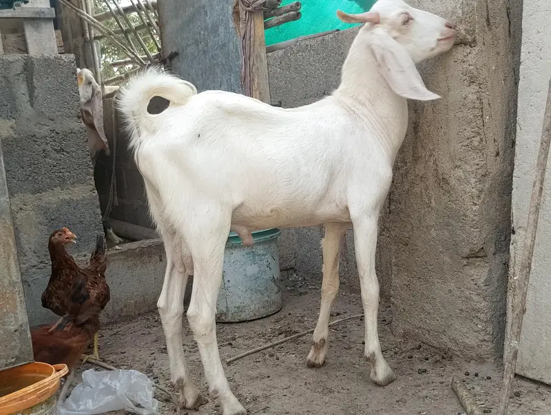 Gulabi,Path,bakri,Bakra,tapra,white,2 dant, — photo 7
