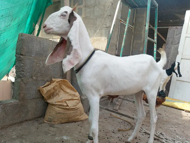 Gulabi,Path,bakri,Bakra,tapra,white,2 dant, — photo 8