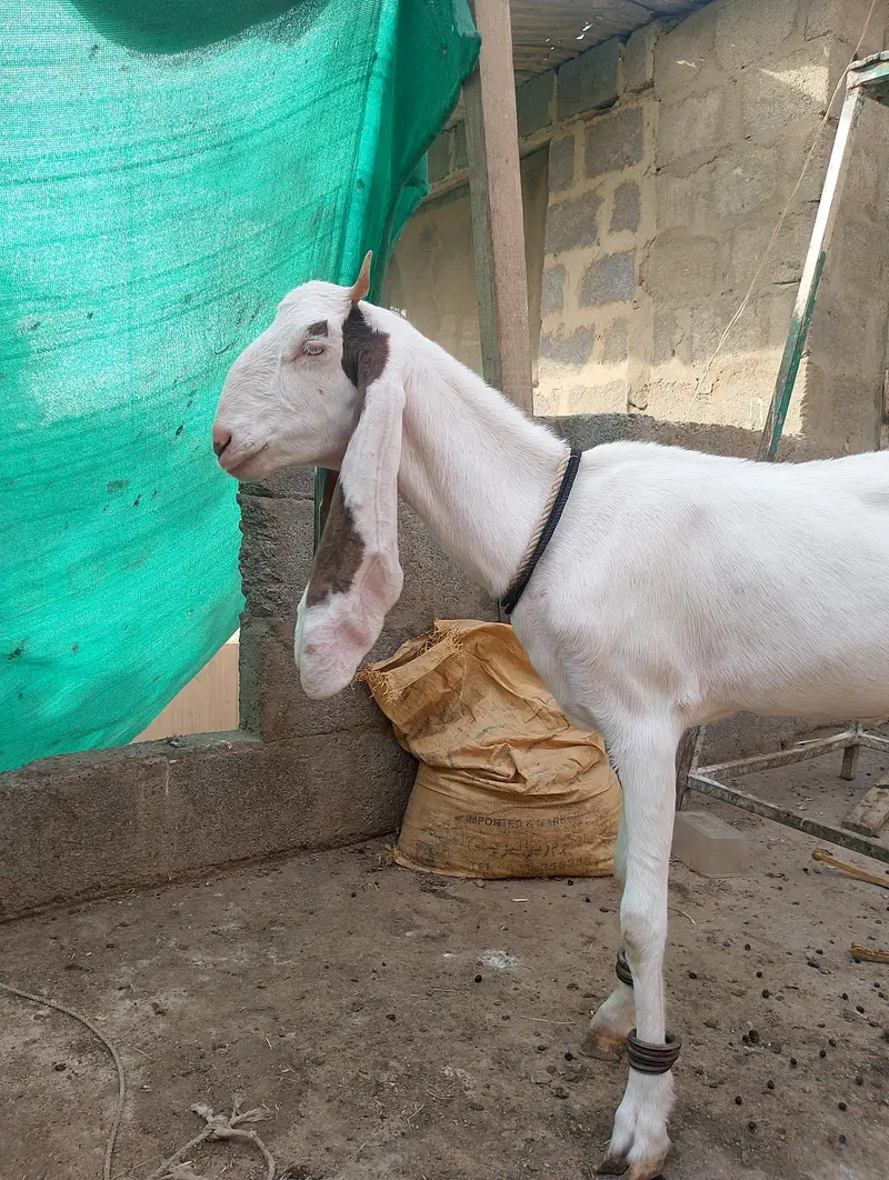 Gulabi,Path,bakri,Bakra,tapra,white,2 dant, — photo 9
