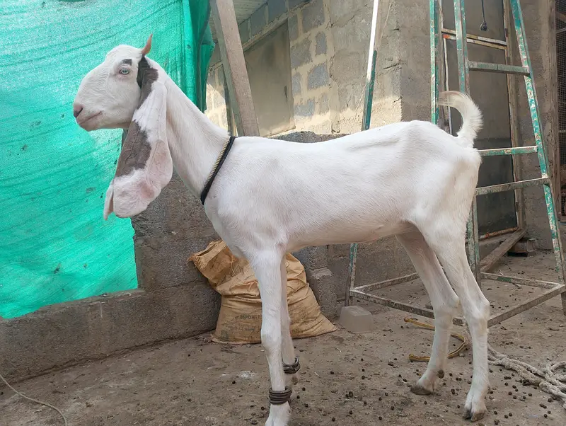 Gulabi,Path,bakri,Bakra,tapra,white,2 dant, — photo 11