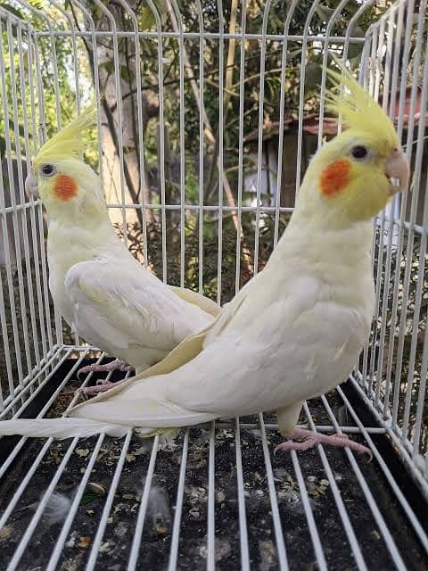 Coctail bird 0