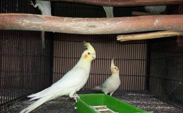 Coctail bird 1