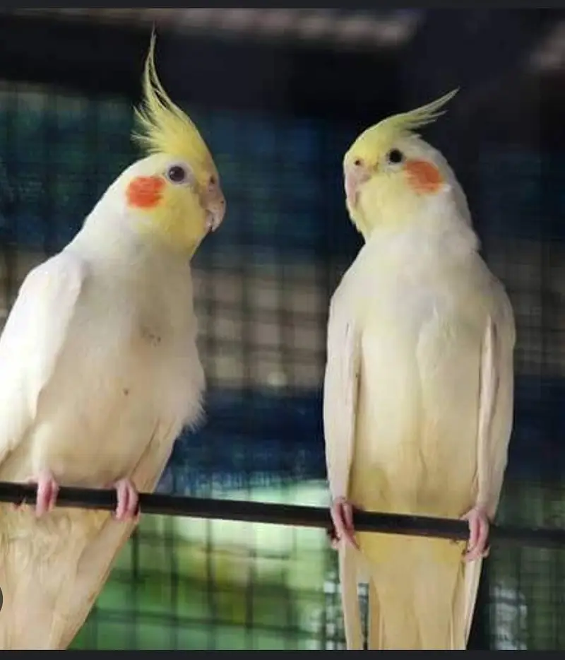 Coctail bird — photo 3