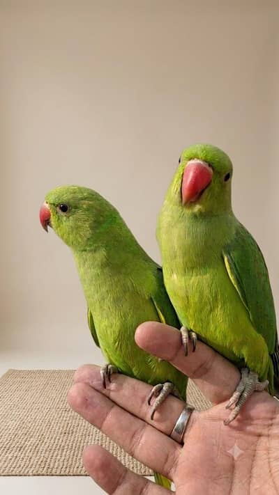 Parrots pair