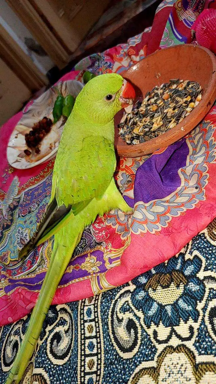 Parrots pair — photo 2