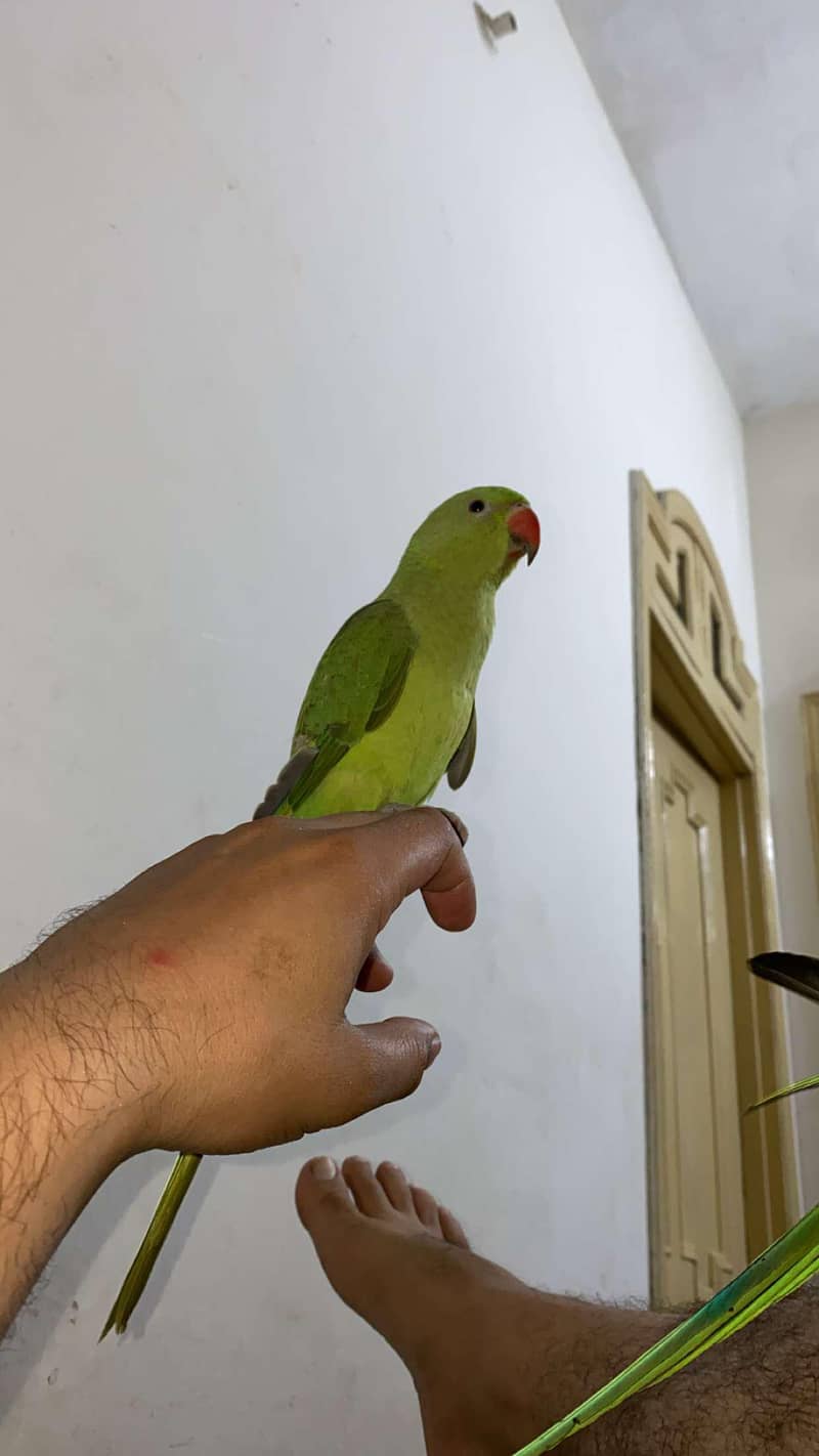 Parrots pair 2