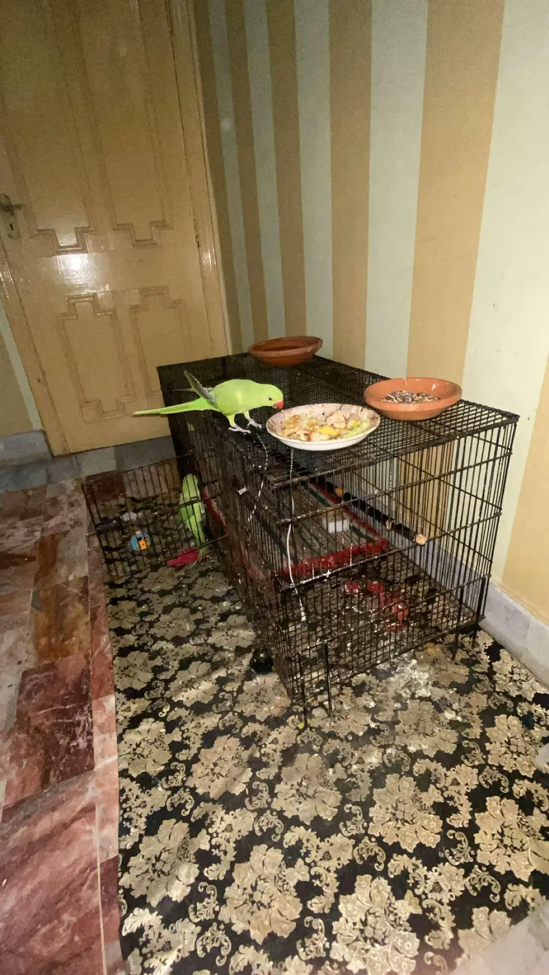 Parrots pair — photo 4