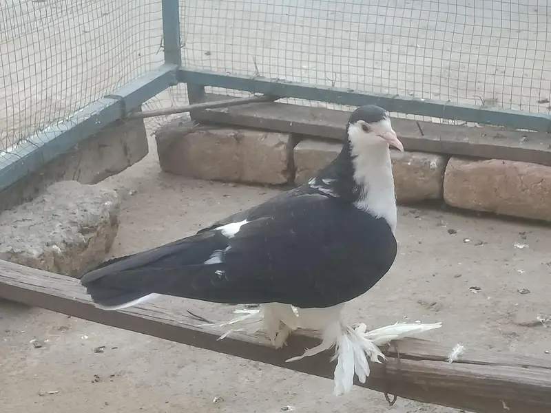 sherazi 03331722944 — photo 2