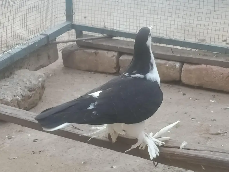 sherazi 03331722944 — photo 5
