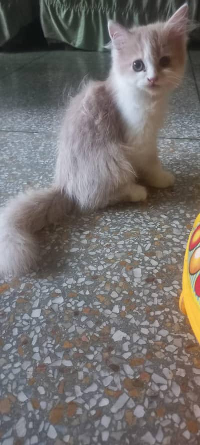 Kittens for sale
