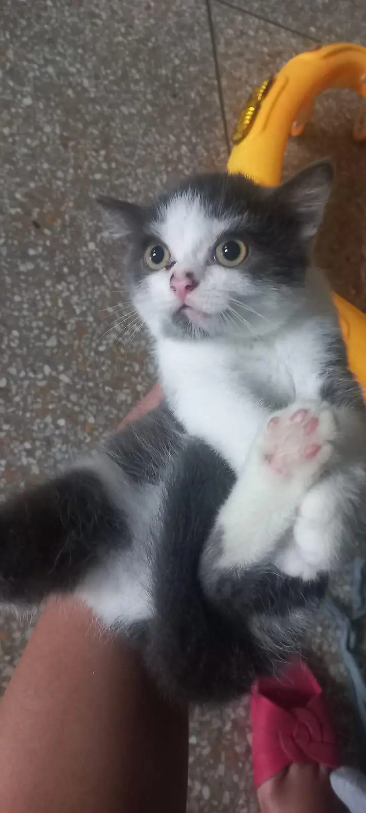 Kittens for sale — photo 2