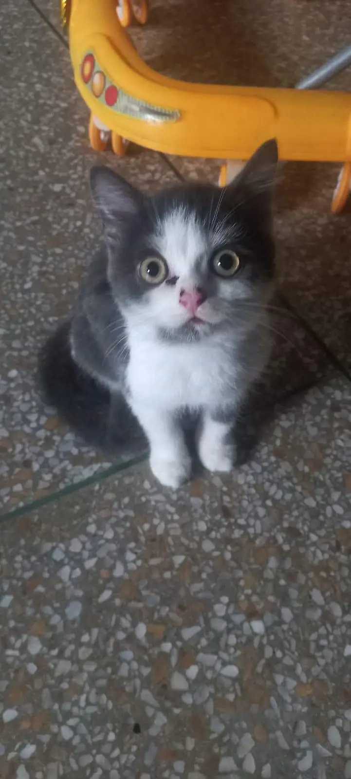 Kittens for sale — photo 3