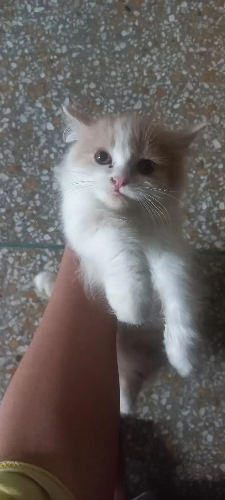 Kittens for sale — photo 4