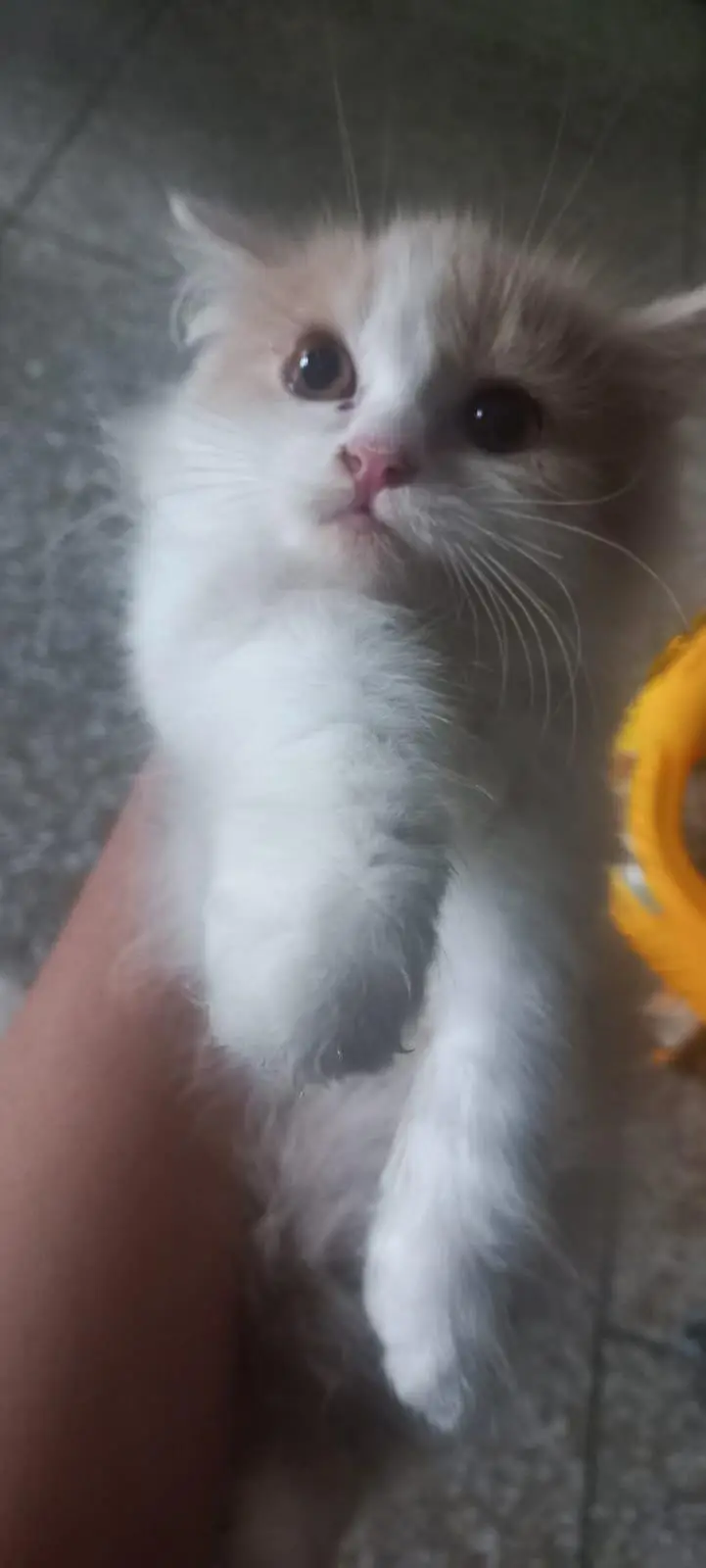 Kittens for sale — photo 5