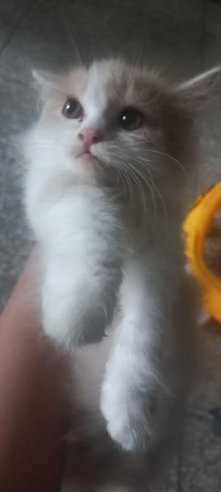Kittens for sale — photo 6