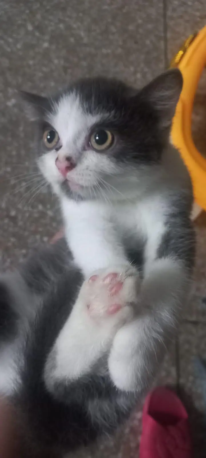 Kittens for sale — photo 7