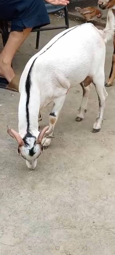 bakry available for sale