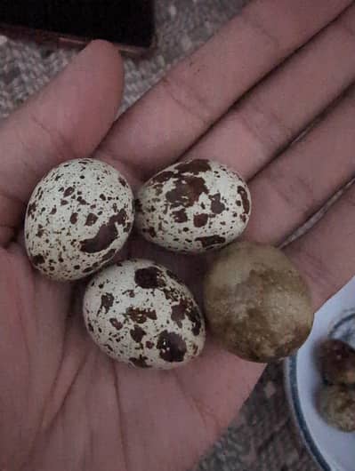 Quail Eggs Rs 100 for 10 pieces