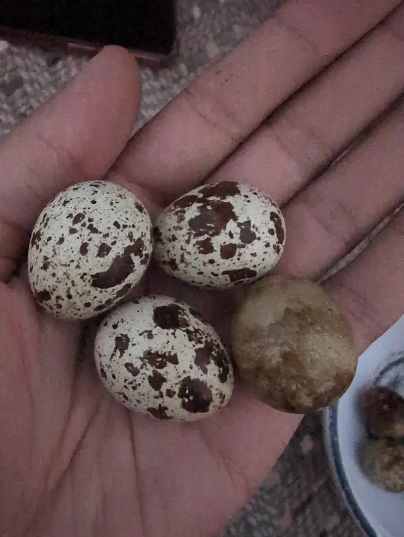 Quail Eggs Rs 100 for 10 pieces