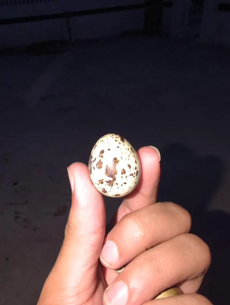 Quail Eggs Rs 100 for 10 pieces — photo 2
