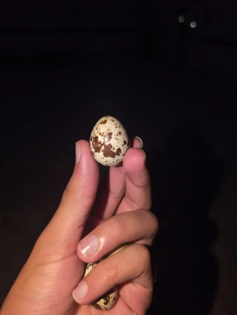 Quail Eggs Rs 100 for 10 pieces — photo 3