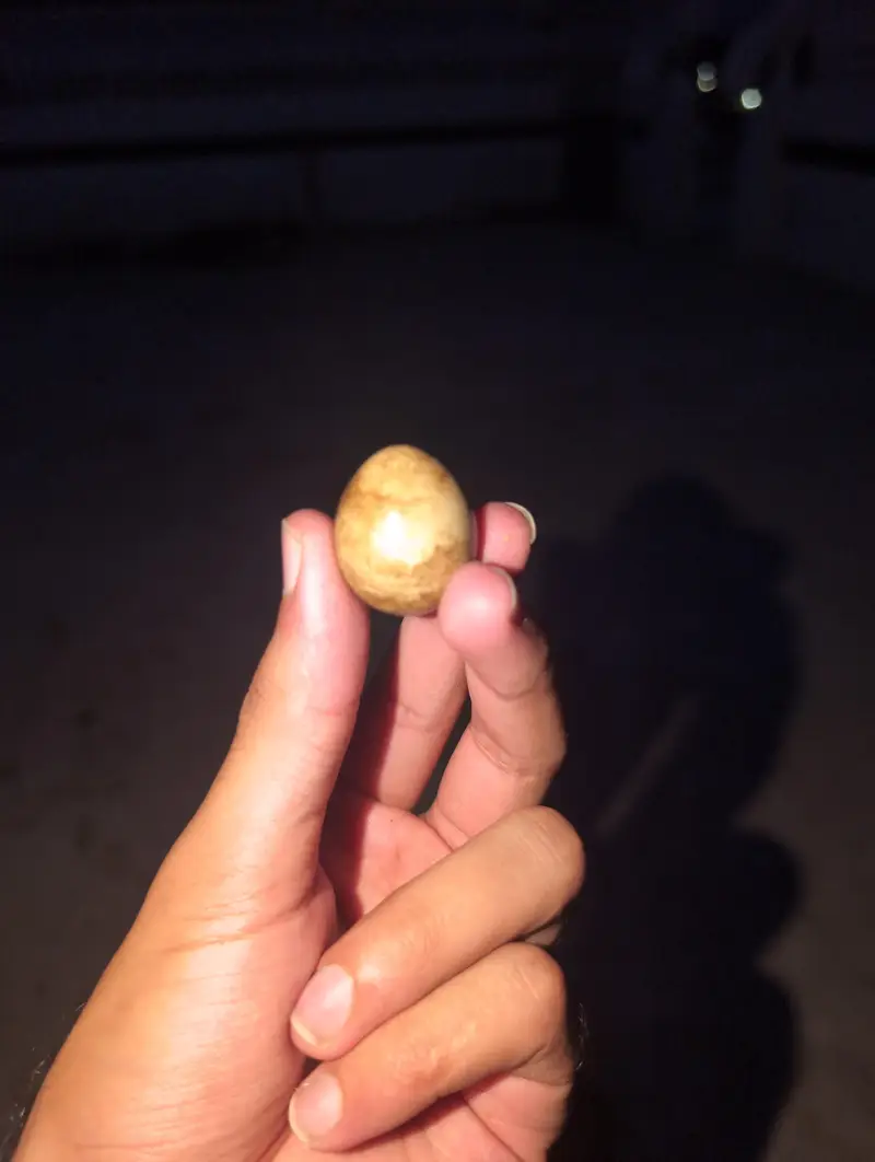 Quail Eggs Rs 100 for 10 pieces — photo 4