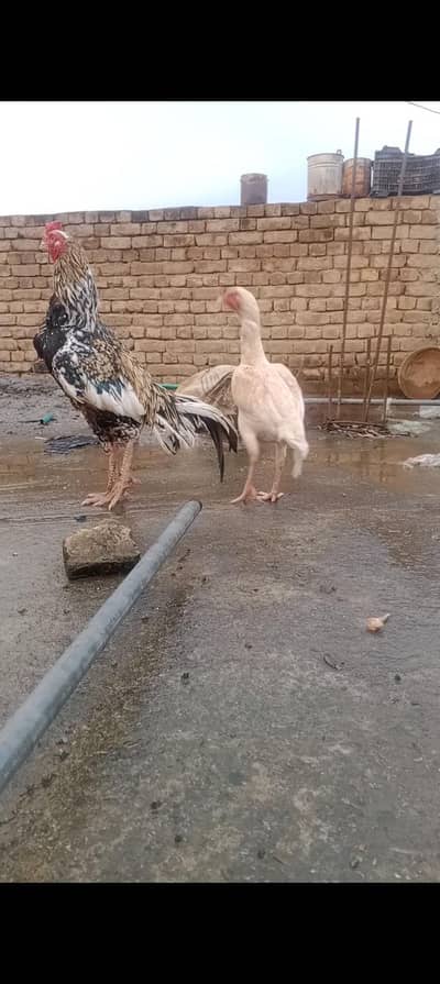 breeder aseel pair high quality pair