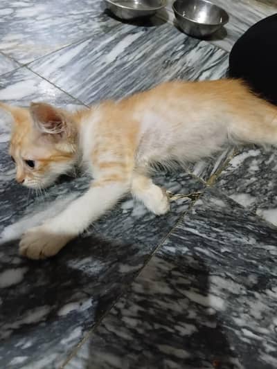 Kitten Orange Tabby