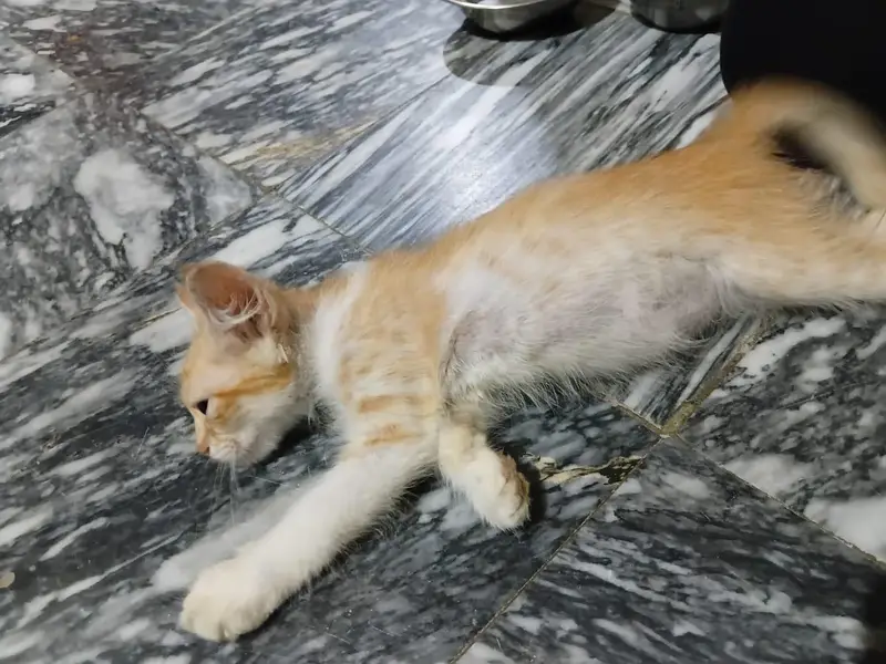 Kitten Orange Tabby — photo 2