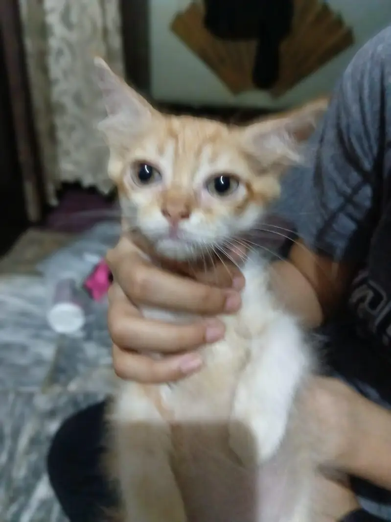 Kitten Orange Tabby — photo 3