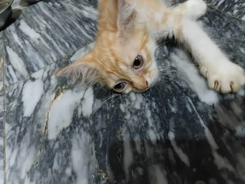Kitten Orange Tabby — photo 4