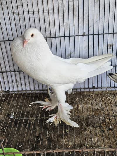 healthy and active birds forsale