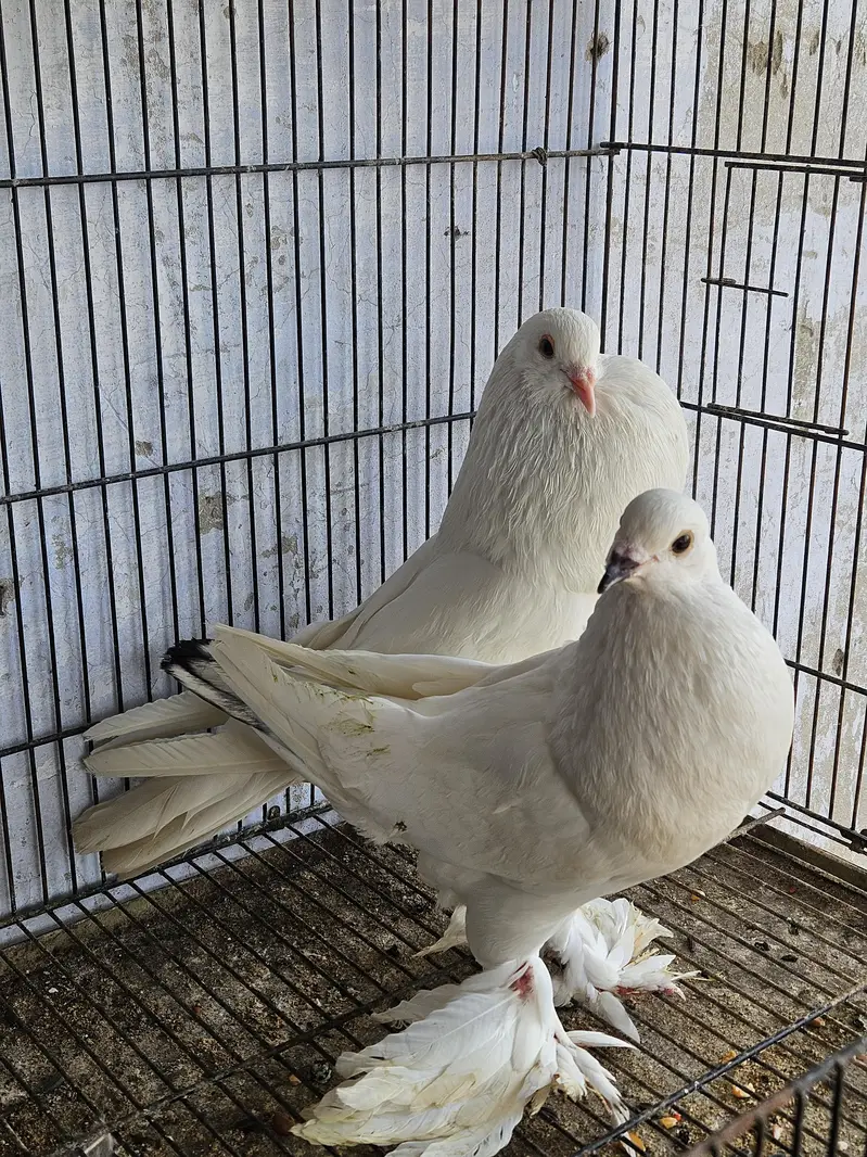 healthy and active birds forsale — photo 2