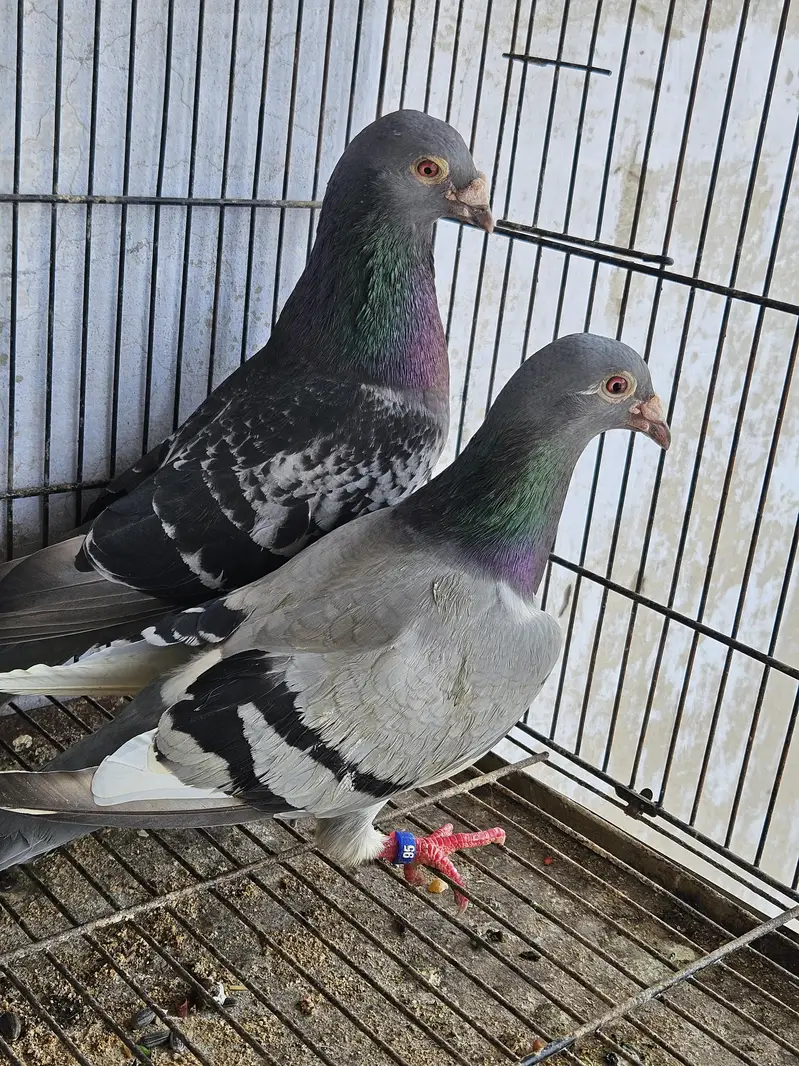 healthy and active birds forsale — photo 3